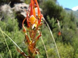 Disa porrecta nearly done